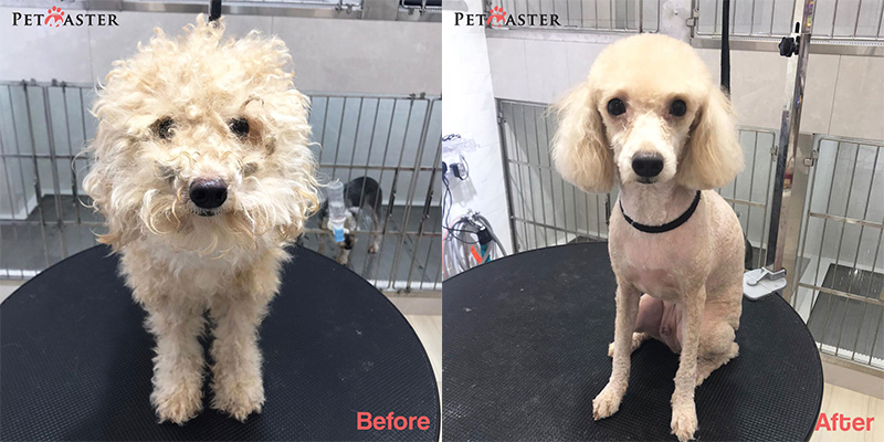 Teddy cut for White Poodle